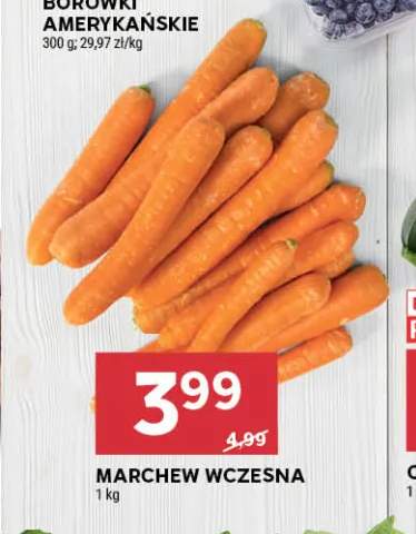 Marchew wczesna