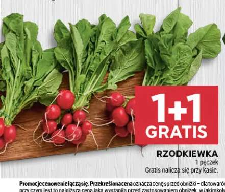 Rzodkiewka