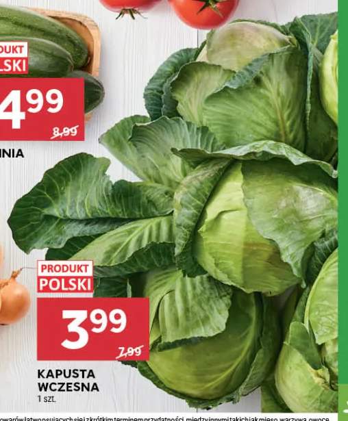 Kapusta wczesna