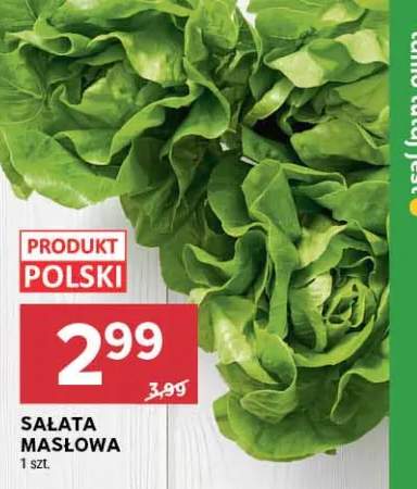 Sałata masłowa