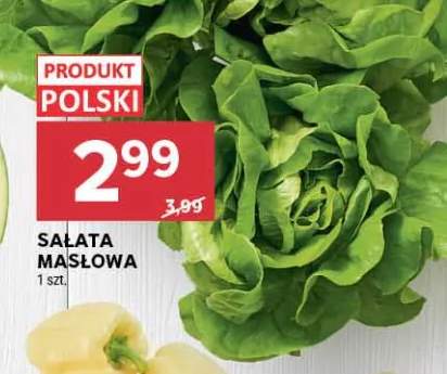 Sałata masłowa