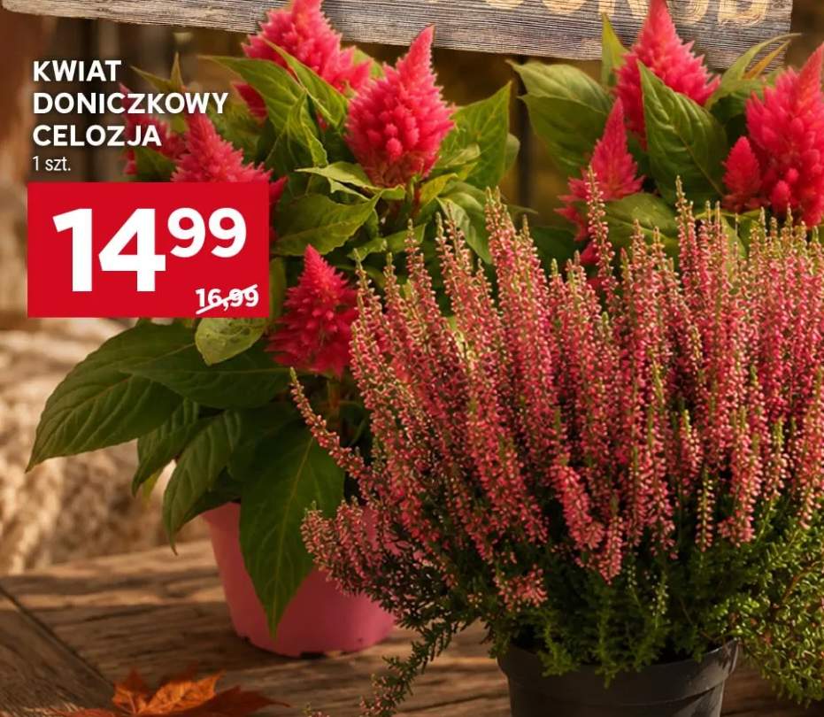 Kwiat doniczkowy Celozja