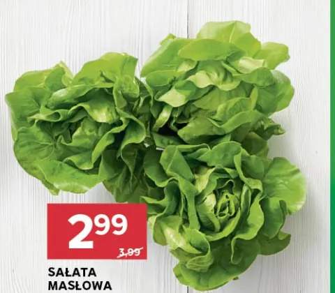 Sałata masłowa
