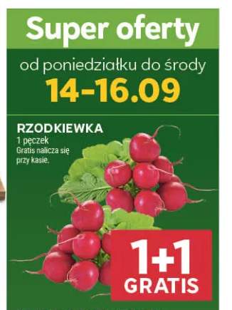 Rzodkiewka