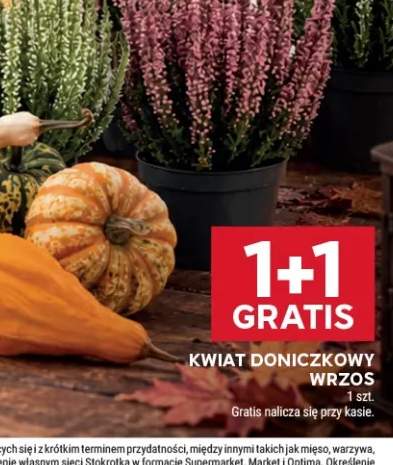 Kwiat doniczkowy wrzos