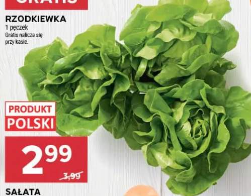 Sałata masłowa