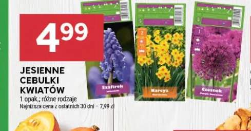 Jesienne cebulki kwiatów