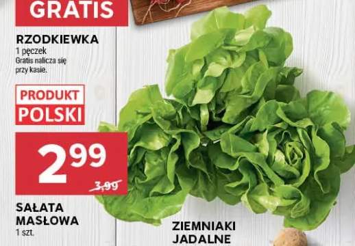 Sałata masłowa