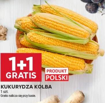 Kukurydza kolba