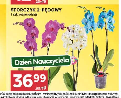 Storczyk 2-pędowy