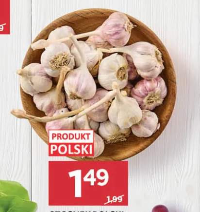 Czosnek polski Harnaś