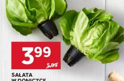 Sałata w doniczce