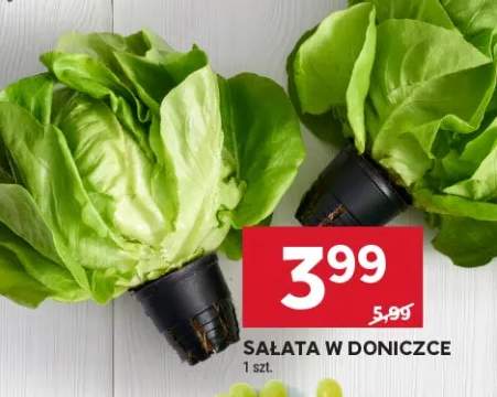 Sałata w doniczce