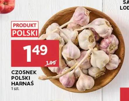 Czosnek polski Harnaś