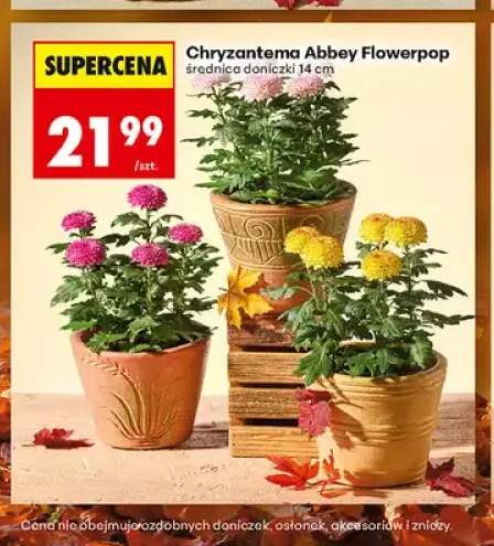chryzantema