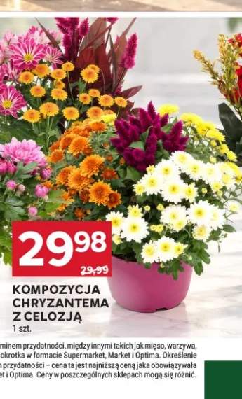 Kompozycja chryzantema z celozją