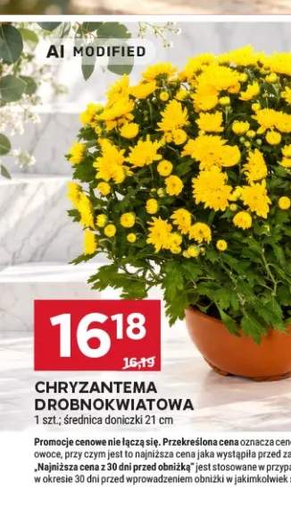 Chryzantema drobnokwiatowa