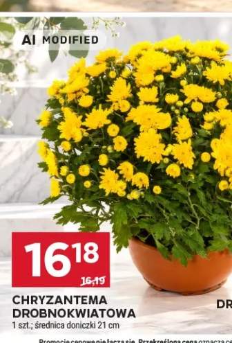 Chryzantema drobnokwiatowa średnica doniczki 21 cm