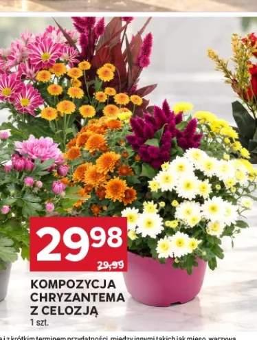 Kompozycja chryzantema z celozją